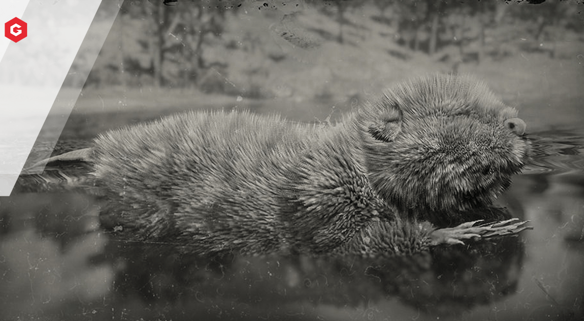 レッドデッドリデンプション2のビーバーを見つける場所